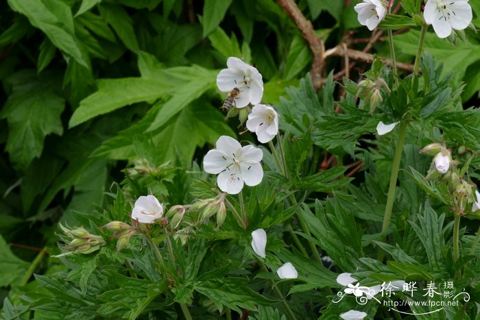 '微蓝'草地老鹳草Geranium pratense 'Plenum Caeruleum'