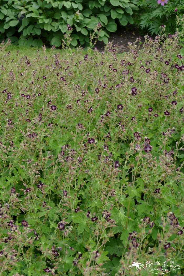 暗色老鹳草 Geranium phaeum