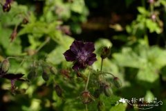 暗色老鹳草 Geranium phaeum