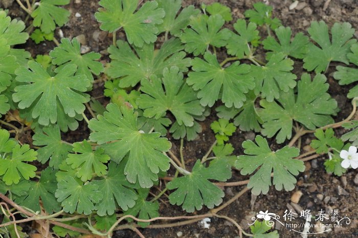 萎陵菜叶老鹳草 Geranium potentilloides