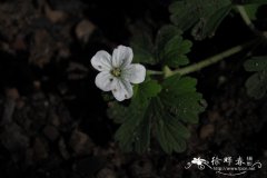 萎陵菜叶老鹳草 Geranium potentilloides