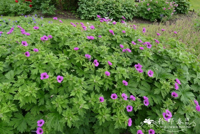 光茎老鹳草  Geranium psilostemon