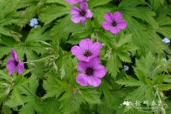 光茎老鹳草  Geranium psilostemon