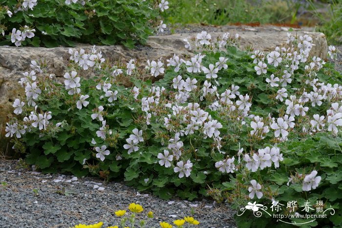 肾叶老鹳草Geranium renardii