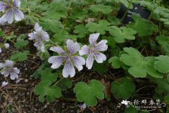 肾叶老鹳草Geranium renardii