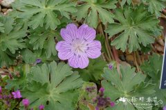 短茎老鹳草 Geranium subargenteum