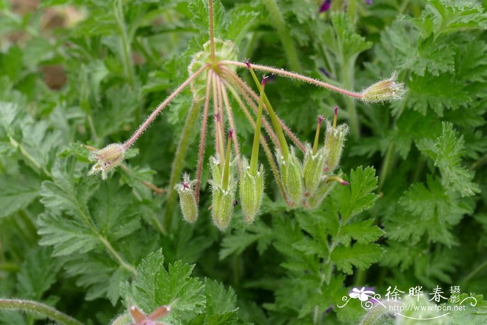 曼氏牻牛儿苗Erodium manescavi