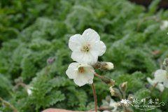 黄花牻牛儿苗Erodium chrysanthum