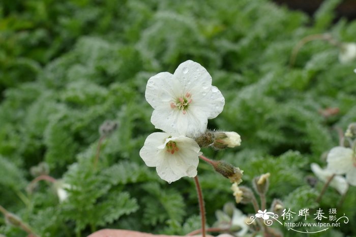 黄花牻牛儿苗Erodium chrysanthum