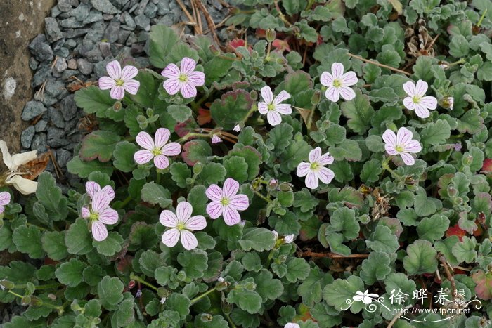 科西嘉牻牛儿苗 Erodium corsicum