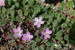 科西嘉牻牛儿苗 Erodium corsicum