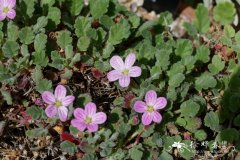 科西嘉牻牛儿苗 Erodium corsicum