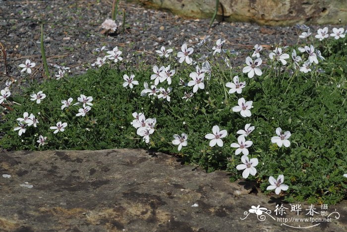 红腺牻牛儿苗 Erodium glandulosum