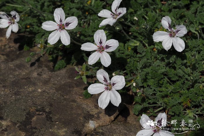 红腺牻牛儿苗 Erodium glandulosum