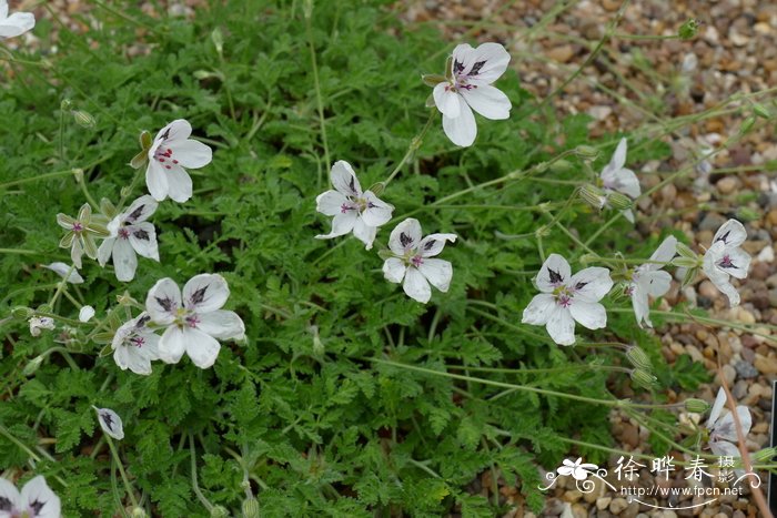 大腺牻牛儿苗Erodium macradenum