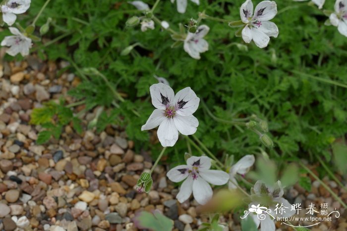 大腺牻牛儿苗Erodium macradenum