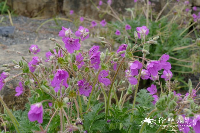 曼氏牻牛儿苗Erodium manescavi