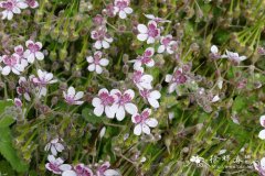 天竺葵状牻牛儿苗Erodium pelargoniiflorum