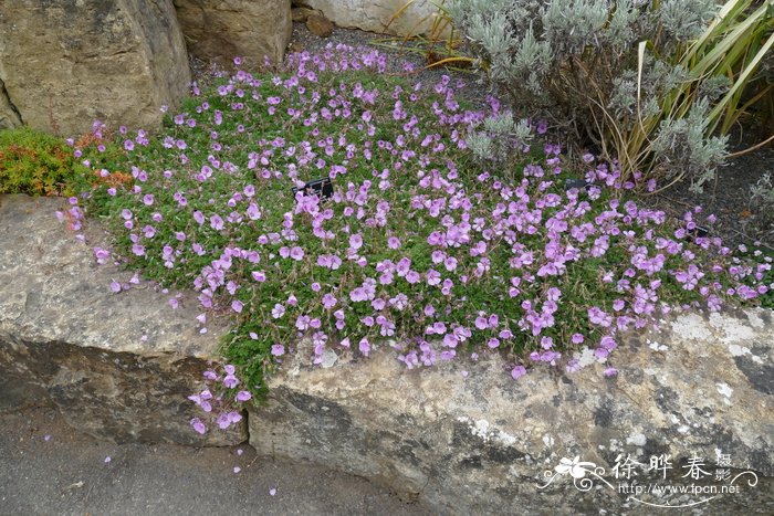 岩生牻牛儿苗Erodium petraeum