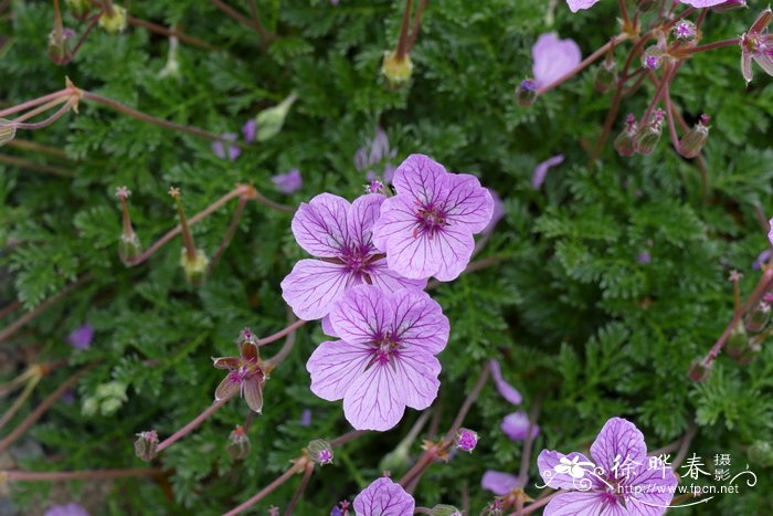 岩生牻牛儿苗Erodium petraeum