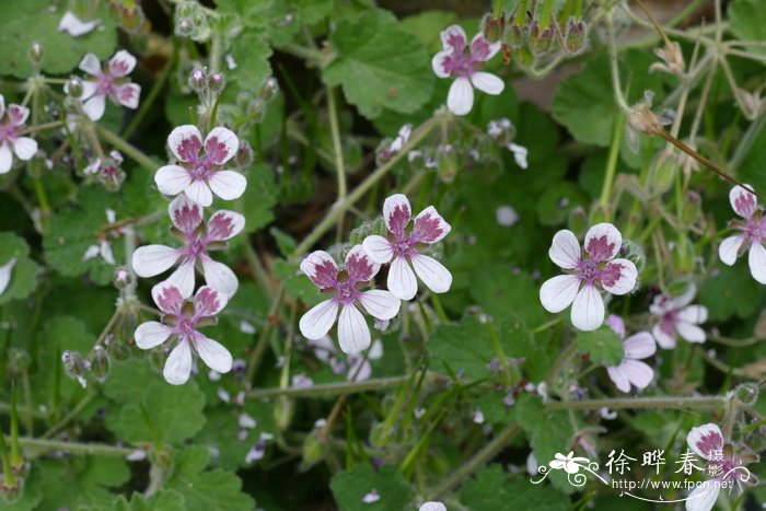 三叶牻牛儿苗Erodium trifolium