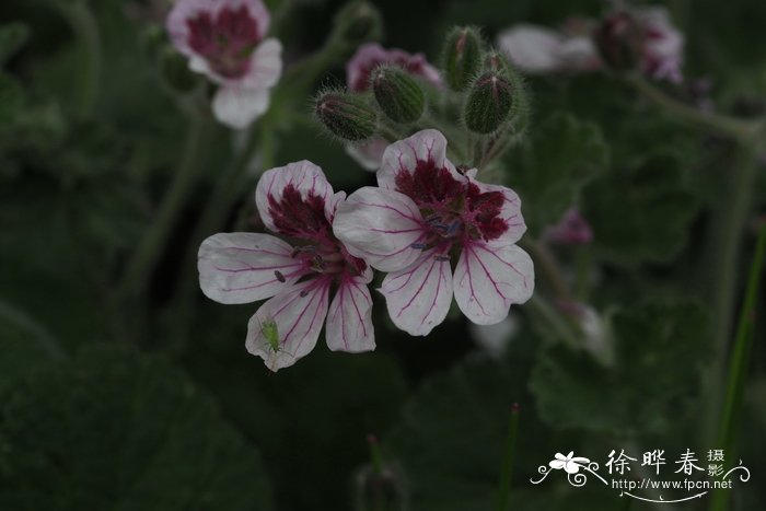 三叶牻牛儿苗Erodium trifolium