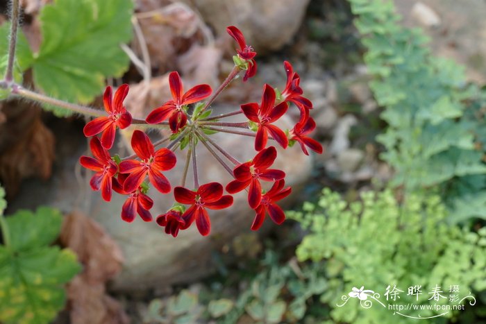 亚丁天竺葵 Pelargonium × adens