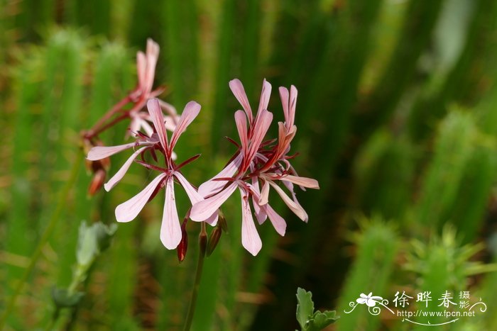 酸洋葵 Pelargonium acetosum