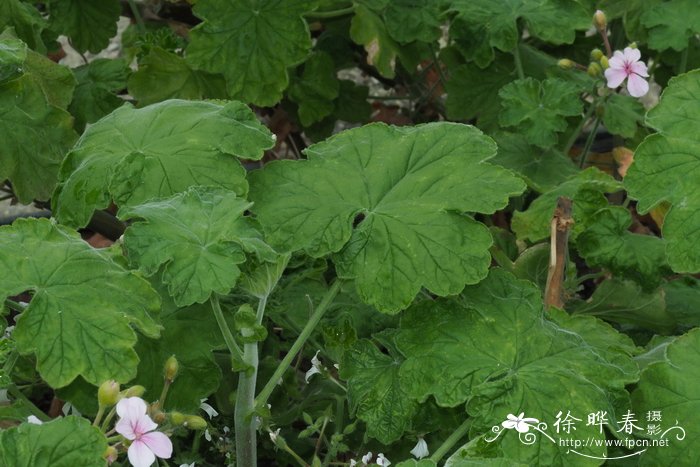 阿克莱天竺葵Pelargonium acraeum