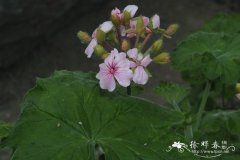 阿克莱天竺葵Pelargonium acraeum