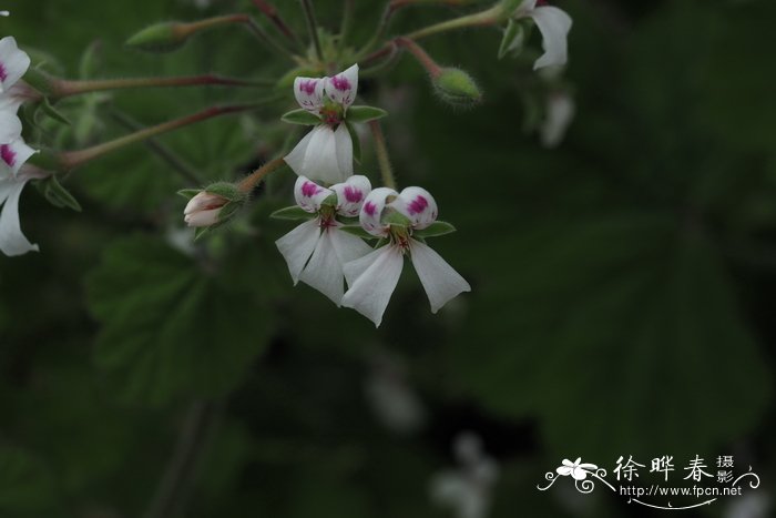 白花天竺葵 Pelargonium album