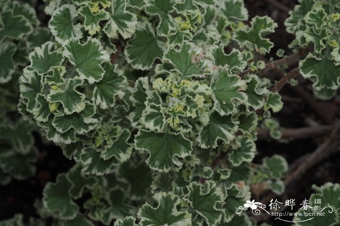 '花叶'波叶天竺葵 Pelargonium crispum 'Variegatum'