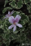 '花叶'波叶天竺葵 Pelargonium crispum 'Variegatum'