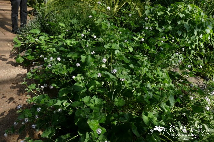 澳大利亚天竺葵Pelargonium australe