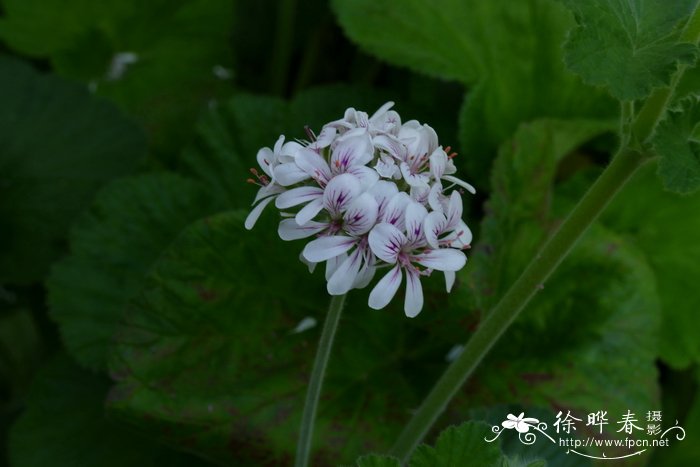 澳大利亚天竺葵Pelargonium australe