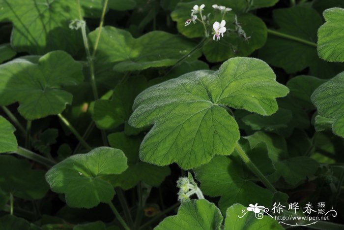 南方天竺葵Pelargonium australe