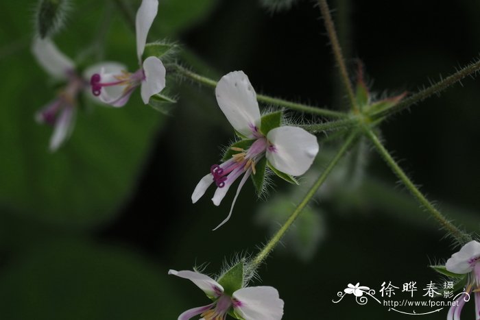 南方天竺葵Pelargonium australe