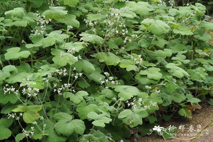 南方天竺葵Pelargonium australe