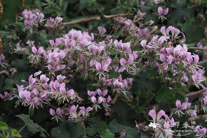 心叶天竺葵 Pelargonium cordifolium