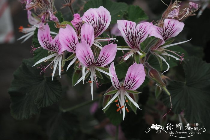 心叶天竺葵 Pelargonium cordifolium