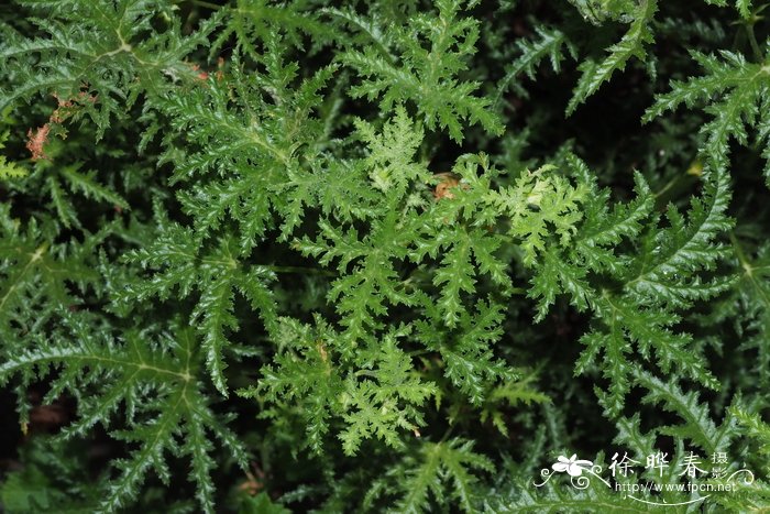 齿叶天竺葵 Pelargonium denticulatum
