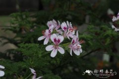 齿叶天竺葵 Pelargonium denticulatum