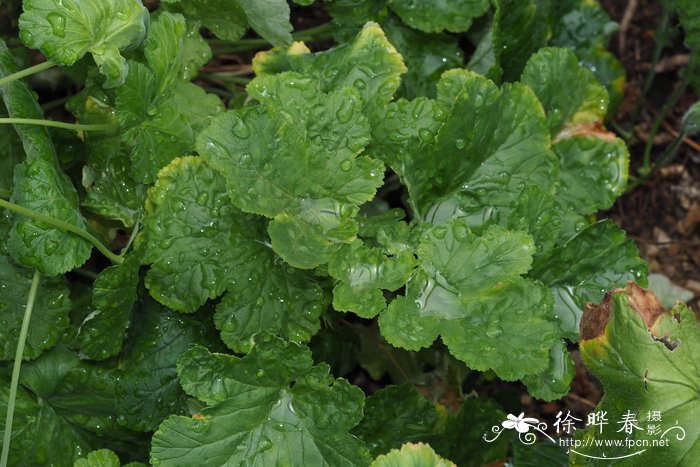 具刺天竺葵Pelargonium echinatum