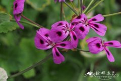 具刺天竺葵Pelargonium echinatum