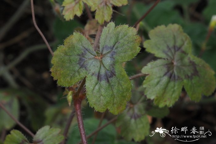 细长天竺葵 Pelargonium elongatum