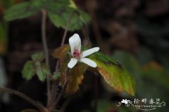 细长天竺葵 Pelargonium elongatum