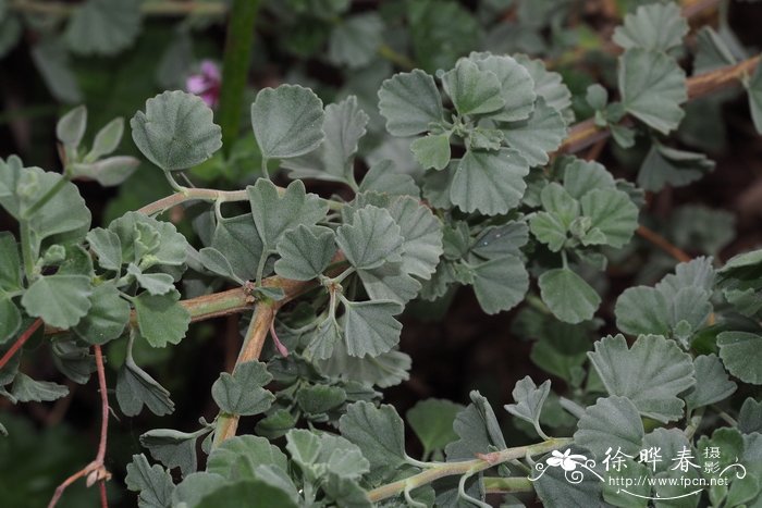 无托叶天竺葵 Pelargonium exstipulatum