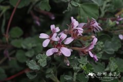 无托叶天竺葵 Pelargonium exstipulatum