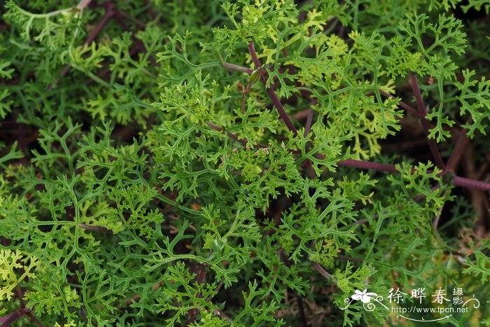 亚灌木天竺葵Pelargonium fruticosum