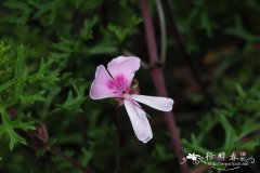 亚灌木天竺葵Pelargonium fruticosum